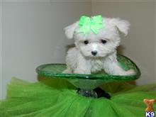 maltese puppy posted by Elegant Babies